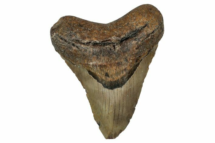 Fossil Megalodon Tooth - North Carolina #351156